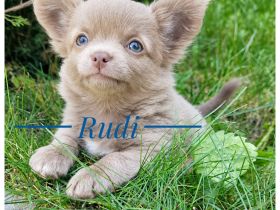 Wunderschöner Chihuahua Rüde - sehr verschmust und sozial - aus liebevoller Zucht