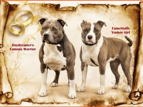 Wir erwarten American Staffordshire Terrier aus TOP Verpaarung mit Ahnentafel