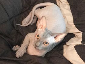 Sphynx Mädchen in liebevolle Hände abzugeben