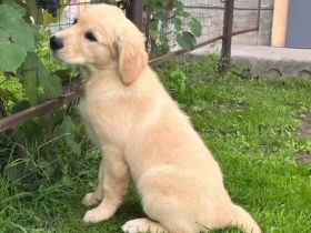 Golden Retriever Welpen in liebevolle Hände abzugeben