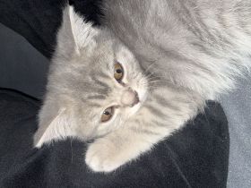 🐾 Verschmuste 12 Wochen alte BKH/BLH-Katze sucht liebevolles Zuhause