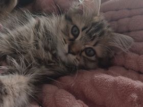 Maine coon / norwegische Waldkatze
