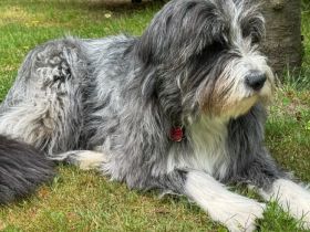 Zuhause gesucht für Malika