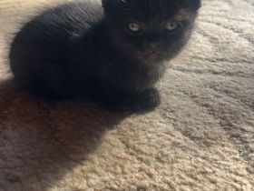 Hauskitten
