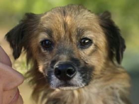 Jimmy, kleiner, freundlicher, katzenerfahrener Rüde sucht ein neues Zuhause, 5J, 34cm