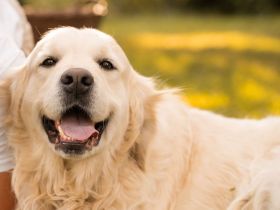 Golden-Retriever-Welpen aus familiärer liebevoller Hobby-Zucht
