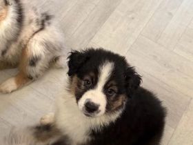 Australischer Schäferhund
