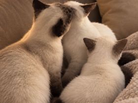 BKH Blue Point Katze / Kate