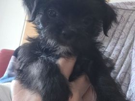 Shi-Tzu mix