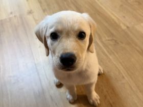 Labrador Welpe Rüde