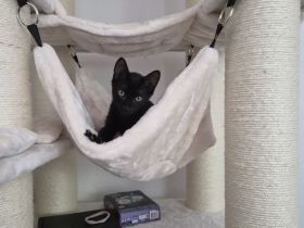 Liebevoller Kater Toffi sucht neues Zuhause 🐾