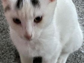 Drei wunderschöne kleine Kitten suchen ihr Für-immer-Zuhause