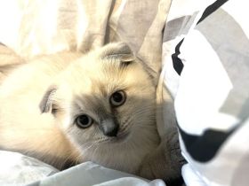 Zwei süße Britisch-Kurzhaar-Kitten