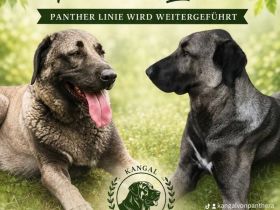 Kangal Von Panthera