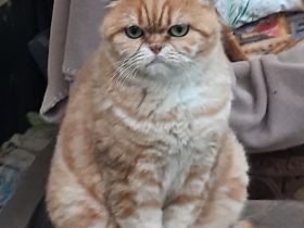 Ruhige BKH, Mädchen, kastriert , 4 Jahre