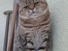 Kastrierter BKH, 5 Jahre