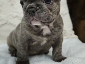 Französische Bulldogge