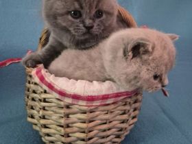 3 süße Britisch Kurzhaar Kitten suchen ein liebevolles Zuhause