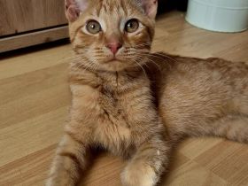 Hübscher junger oranger Kater