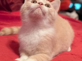BKH Kater reinrassig mit Stammbaum