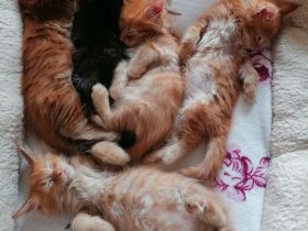 ❤️ Verschmuste Maine Coon Kitten ❤️