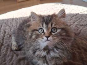 Britisch Langhaar Kater, 6 Monate