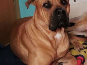 Lieber Boxer - Dogge - Mix - Rüde