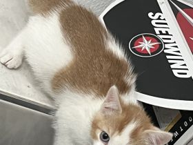 3 bezaubernde bunte Babys mit blauen Augen russisch blau mix sehr verschmust kinderlieb