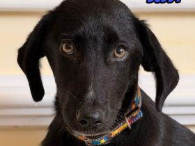 Vermittlungshilfe Buddy, 03/26 - süßes Schlappohr sucht Familie in 04205 Leipzig