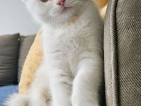 Britisch Katze BKH Katar