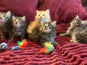 Wunderschöne Sibirische Kitten suchen ihr Für immer Zuhause