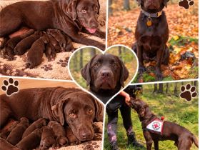 Labrador Welpen