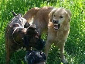hundrum glücklich - Hundetraining in Saarbrücken, Saarland, Kleinblittersdorf und der Region