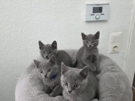 4 reinrassige gesunde Russisch- Blau Kitten (3x m + 1x w )