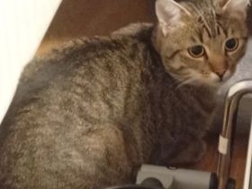 2 BKH Kater Brüder Idefix & Benchy 1 Jahr & 7 Monate alt suchen ein liebes volles warmes Zuhause