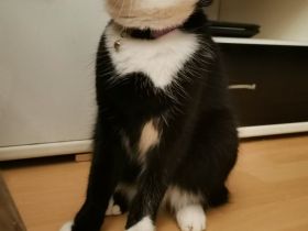 Katze abzugeben