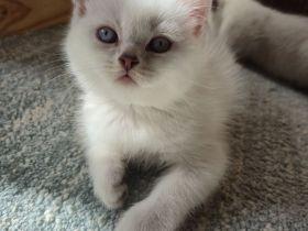 BKH Kitten zu verkaufen