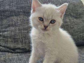 BKH Kitten zu verkaufen