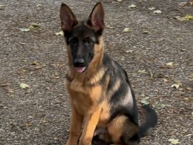 Schäferhund