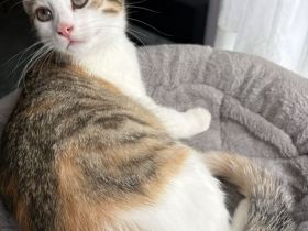5 süße Katzenbabys in liebevolle Hände abzugeben