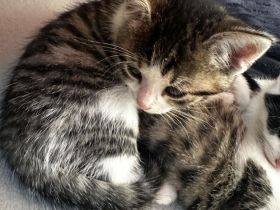 Babykatze in guten händen abzugeben