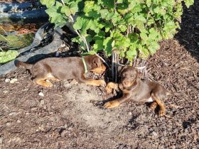 Deutsche Jagdterrier Welpen Braun