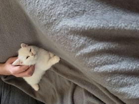 Ellie bkh mix weiß