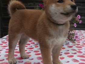 Shiba Ihnu Welpen - Rüden