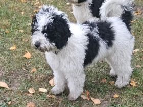 Blue – ein besonderer Spanischer ucht seine Herzensfamilie! ❤️