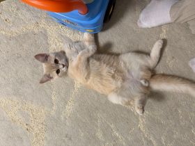 Haus Katze BKH