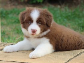 Reinrassige Border-Collie-Welpen