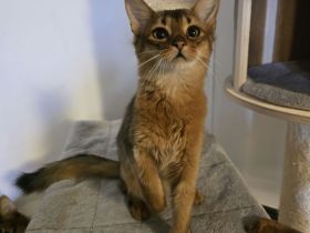 Reinrassige Somali Kitten