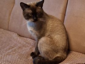 Kater 10 monate