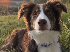 Bordercollie sucht zuhause